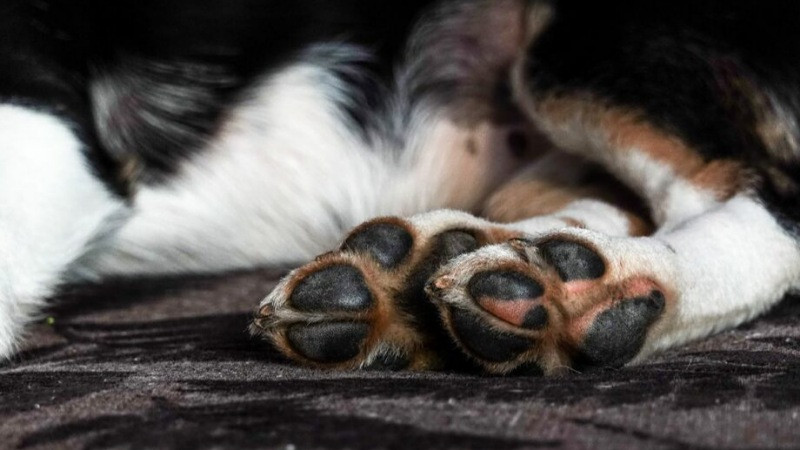 Envenenan a 20 perritos y gatos en San José Iturbide, Guanajuato; caso causa conmoción en la comunidad