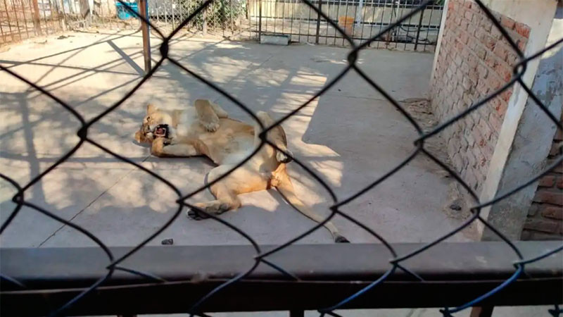 Decomisan leones africanos y guacamayas, por no contar con los permisos correspondientes en vivienda de Celaya, Guanajuato